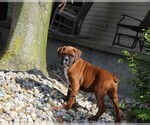 Small #5 Boxer