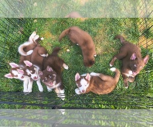 Pomsky Litter for sale in CHARLOTTE, NC, USA