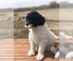Small Photo #7 Portuguese Water Dog Puppy For Sale in STERLING, CO, USA
