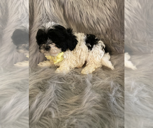 Lhasa Apso-Poodle (Toy) Mix Puppy for sale in BEECH GROVE, IN, USA