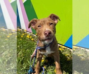 Boxer-Unknown Mix Dogs for adoption in Gilberts, IL, USA