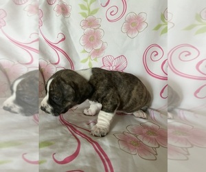 American Staffordshire Terrier Puppy for sale in NORTH CHICAGO, IL, USA