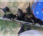 Small Photo #5 Labrador Retriever Puppy For Sale in GILLETTE, WY, USA
