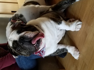 Father of the Bulldog puppies born on 06/01/2018