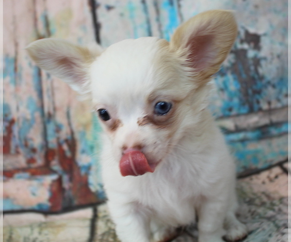 Medium Photo #4 Chihuahua Puppy For Sale in ABILENE, KS, USA