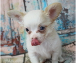 Small Photo #4 Chihuahua Puppy For Sale in ABILENE, KS, USA