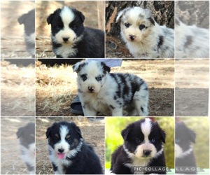 Australian Shepherd Puppy for Sale in ACTON, California USA
