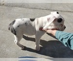 Small Photo #13 Olde English Bulldogge Puppy For Sale in CO SPGS, CO, USA