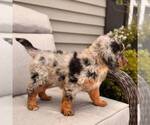 Small #2 Bernedoodle (Miniature)