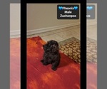 Phoenix - Male Poodle (Toy)-Zuchon Mix Puppy for Sale - Photo #3