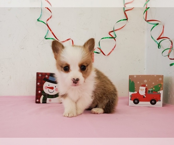 Medium Photo #1 Pembroke Welsh Corgi Puppy For Sale in CLARK, MO, USA