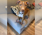 Small Photo #36 American Pit Bull Terrier-Blue Lacy Mix Puppy For Sale in Rockaway, NJ, USA