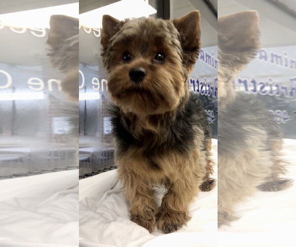 Medium Photo #1 Mutt Puppy For Sale in Lincolnwood, IL, USA