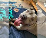 Small #1 American Pit Bull Terrier Mix