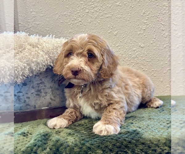 Medium Photo #3 Whoodle (Miniature) Puppy For Sale in DOSS, MO, USA