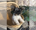 Small #2 Yorkshire Terrier