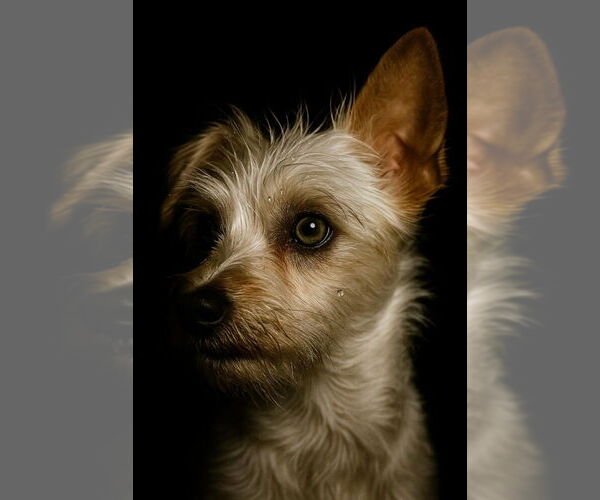 Medium Photo #4 Maltese-Unknown Mix Puppy For Sale in Plymouth, MN, USA
