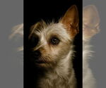 Small #3 Maltese Mix