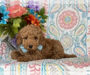 Poodle (Toy) Puppy for sale in LANCASTER, PA, USA