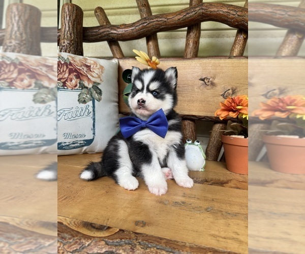Medium Photo #10 Pomsky Puppy For Sale in VENUS, PA, USA
