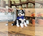 Small Photo #10 Pomsky Puppy For Sale in VENUS, PA, USA