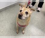 WALTER - Male Chihuahua-Unknown Mix Dog for Adoption - Small photo