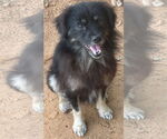 Small #2 Pomeranian Mix