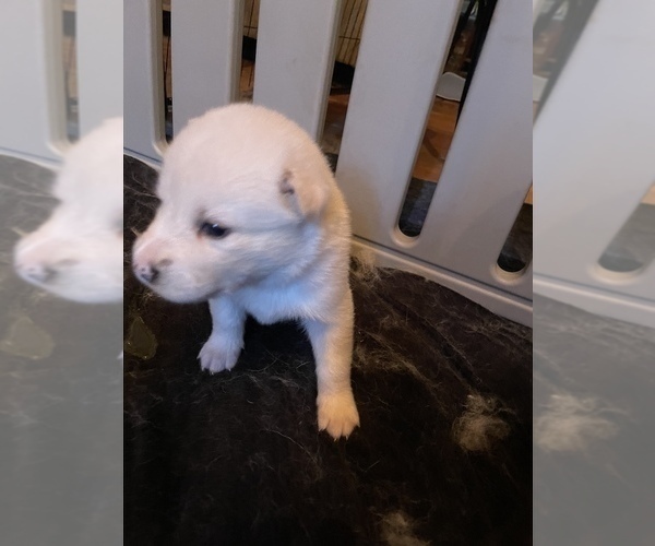 Medium Photo #31 Alusky Puppy For Sale in GARDEN GROVE, CA, USA