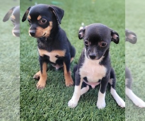 Chihuahua Puppy for Sale in LAKESIDE, California USA