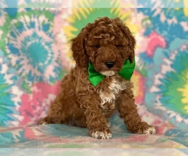 Medium Photo #1 Poodle (Miniature) Puppy For Sale in LANCASTER, PA, USA