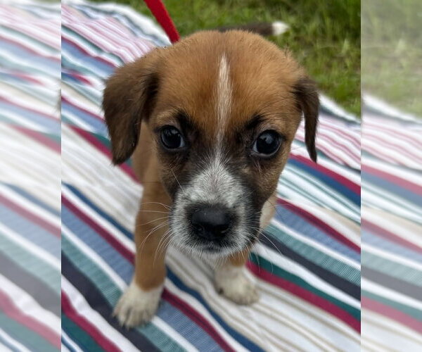 Medium Photo #2 Bulldog-Labrador Retriever Mix Puppy For Sale in Tarrytown, GA, USA
