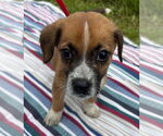 Small #1 Bulldog-Labrador Retriever Mix