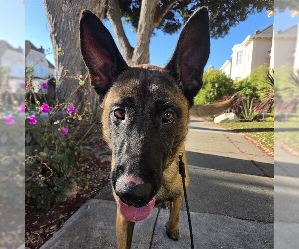 Medium Photo #2 Mutt Puppy For Sale in Alameda, CA, USA