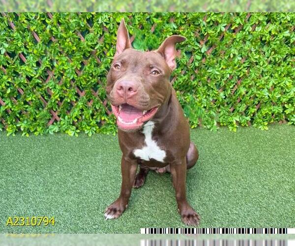 Medium Photo #1 American Pit Bull Terrier Puppy For Sale in West Palm Beach, FL, USA