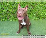 Small American Pit Bull Terrier