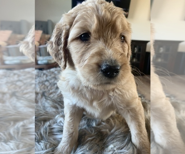 Medium Photo #18 Goldendoodle Puppy For Sale in RATHDRUM, ID, USA