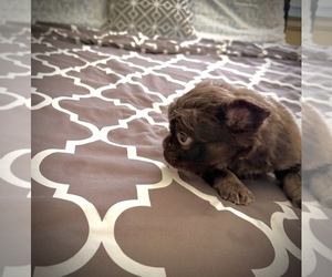 Medium French Bulldog