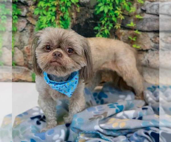 Medium Photo #8 Shih Tzu Puppy For Sale in Kennesaw, GA, USA