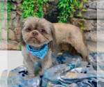 Small #7 Shih Tzu