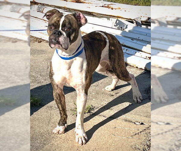 Medium Photo #2 Boxer Puppy For Sale in Dumont, NJ, USA