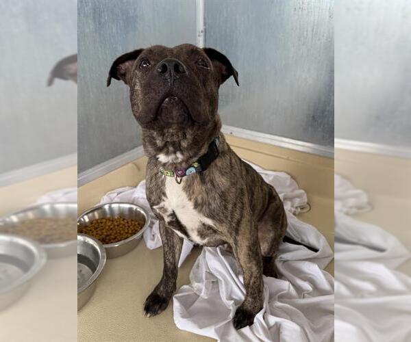 Medium Photo #1 American Staffordshire Terrier-Unknown Mix Puppy For Sale in San Antonio, TX, USA