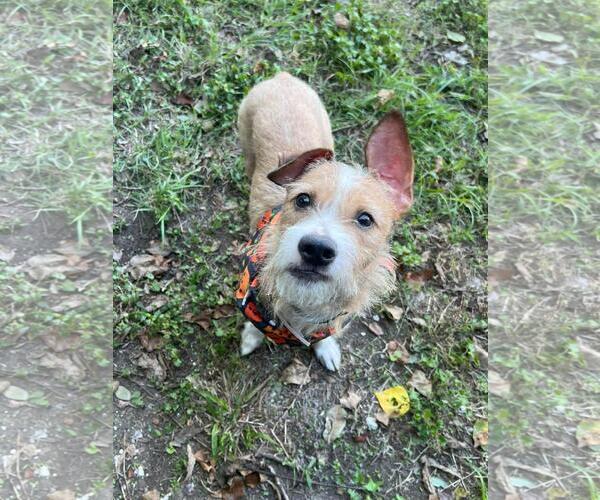 Medium Photo #1 Mutt Puppy For Sale in Coldwater, MI, USA