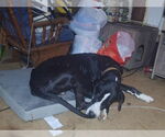 Small #2 Great Dane