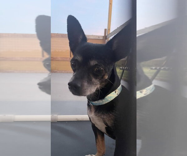 Medium Photo #1 Chihuahua-Unknown Mix Puppy For Sale in oakland, FL, USA