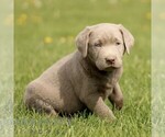 Small #2 Labrador Retriever