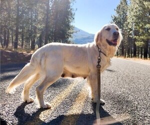 Mother of the Golden Retriever puppies born on 08/15/2025