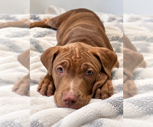 Chance Clay (Brownie) - Male Mutt Dog for Adoption - Photo #6