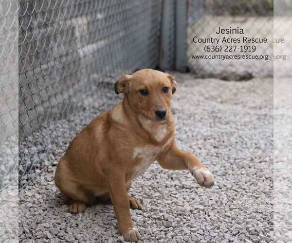 Medium Photo #2 Mutt Puppy For Sale in Manchester, MO, USA