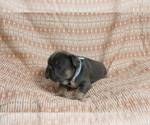 Small #1 French Bulldog