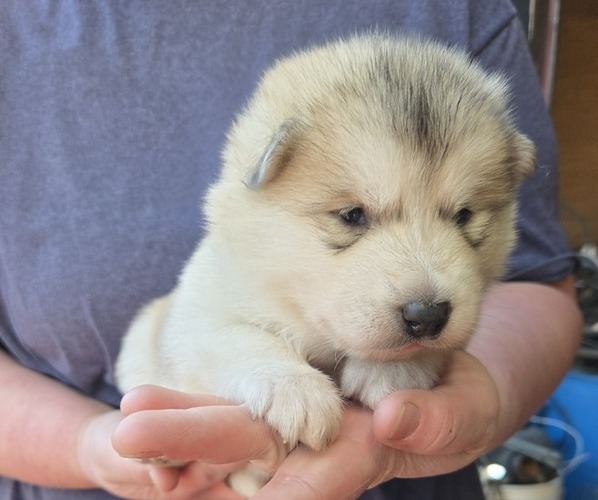 Medium Photo #4 Alaskan Malamute Puppy For Sale in CRIVITZ, WI, USA